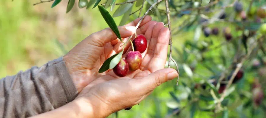 Festas do Azeite de Oliva: na Espanha, celebra-se o primeiro azeite do ano