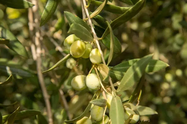 4 ações de sustentabilidade dos Azeites de Oliva da Espanha com impacto positivo